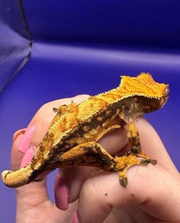 Wimpergecko 06 unsexed, Dieren en Toebehoren, Overige soorten, 0 tot 2 jaar