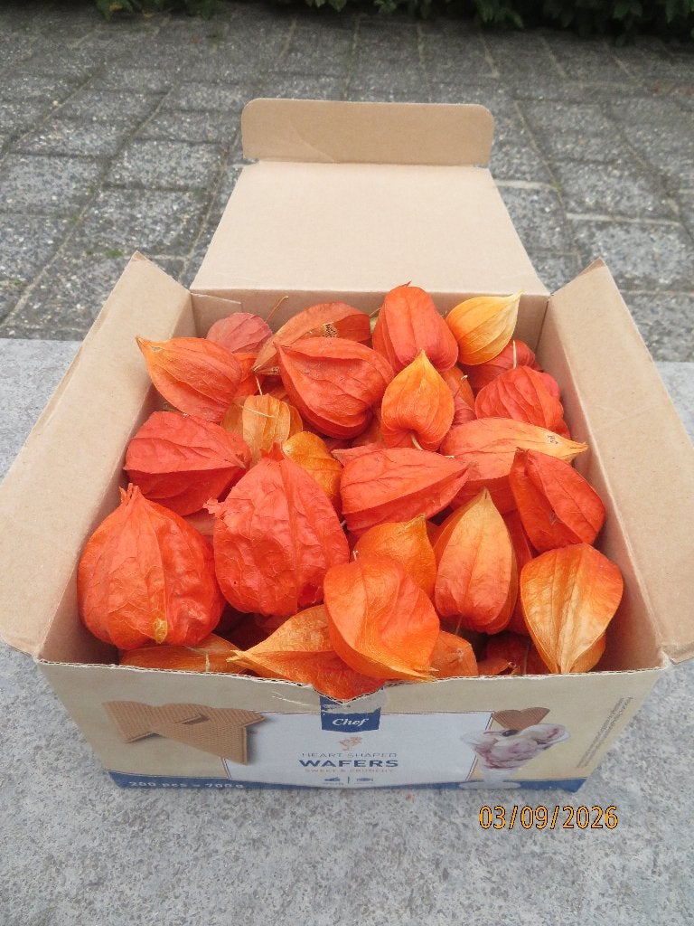 Doos lampionbelletjes, Ophalen, Oranje, Overige typen, Nieuw