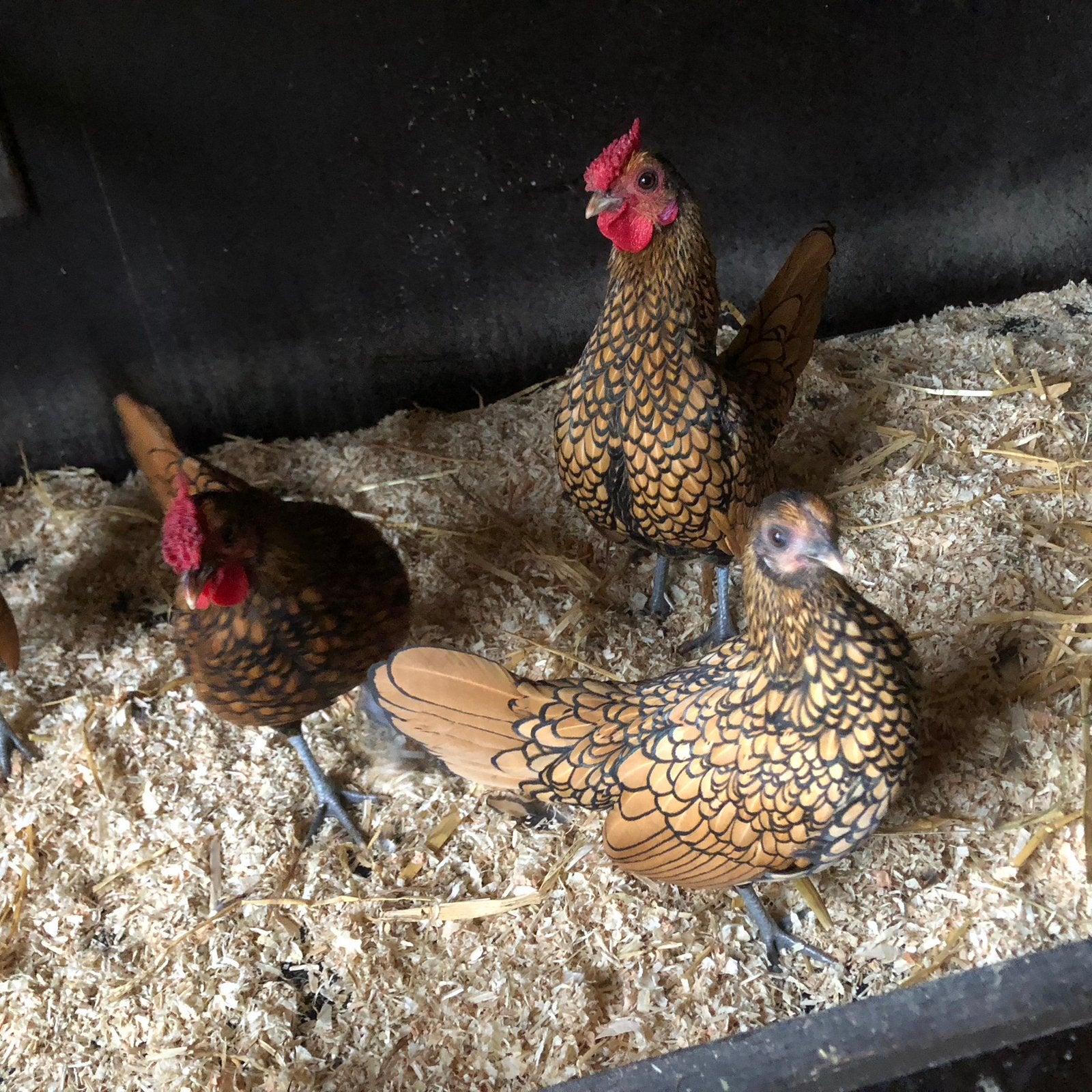 Sebright, Dieren en Toebehoren, Kip