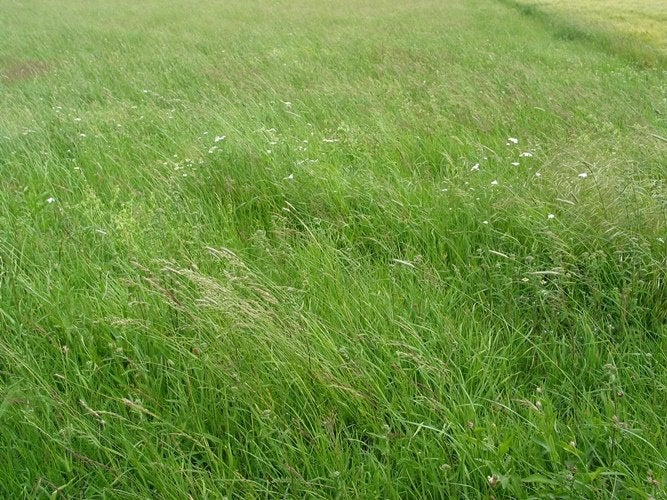 Huis met paardenstallen,weide te huur gezocht, Dieren en Toebehoren, Stalling, 2 of 3 paarden of pony's
