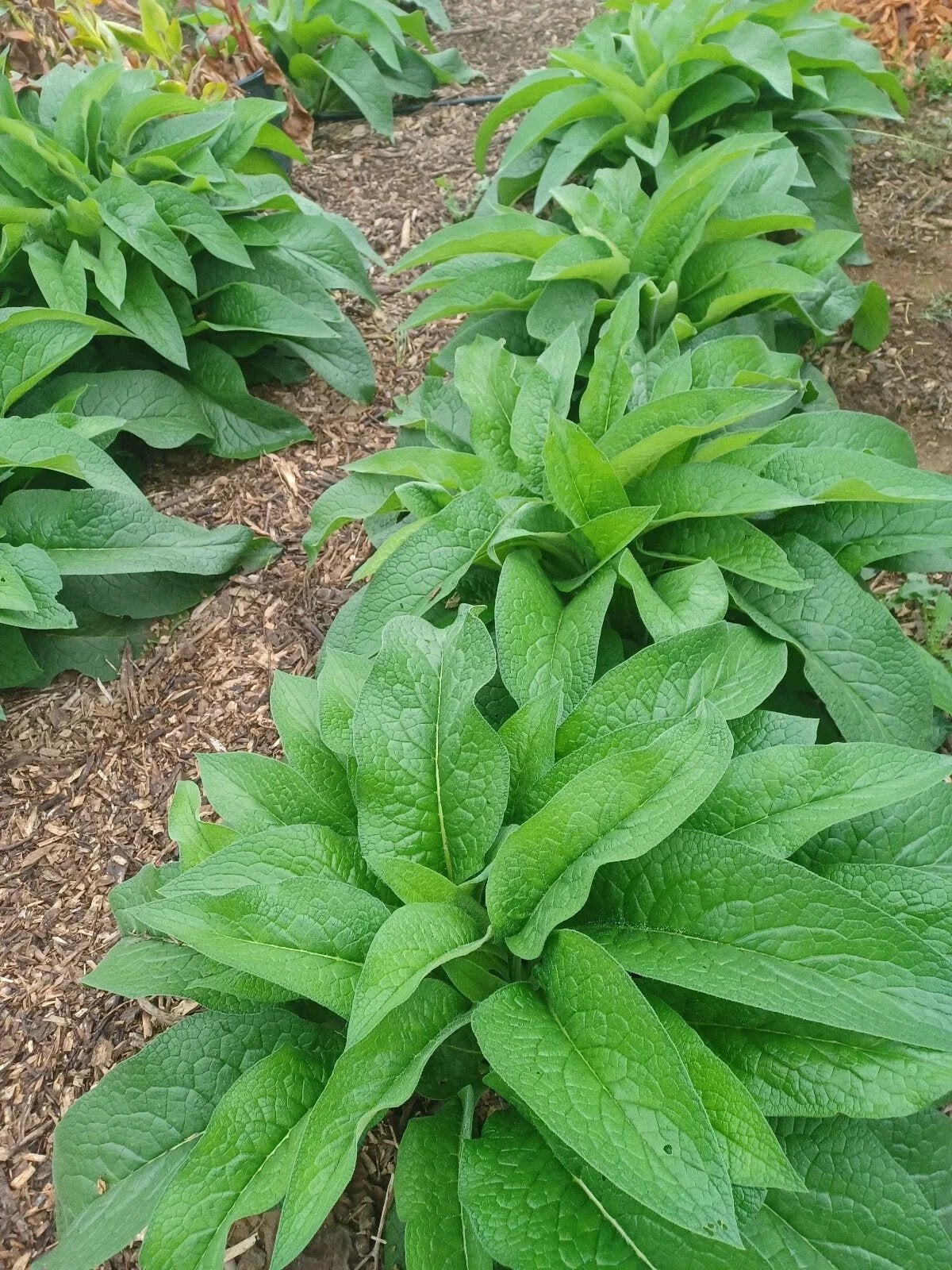 Russische smeerwortel, Tuin en Terras, Ophalen of Verzenden