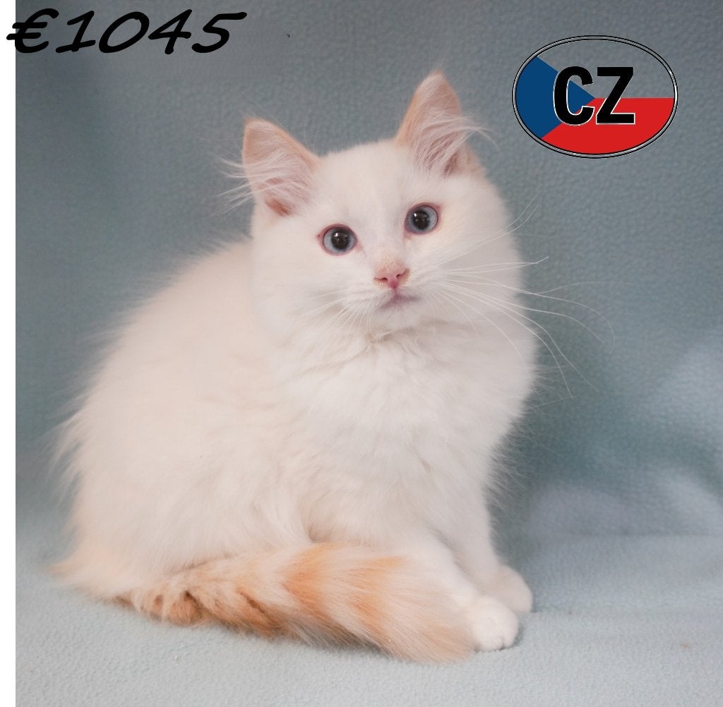 Ragdoll, Prachtige kittens te koop, Dieren en Toebehoren, Meerdere dieren, Gechipt, 0 tot 2 jaar