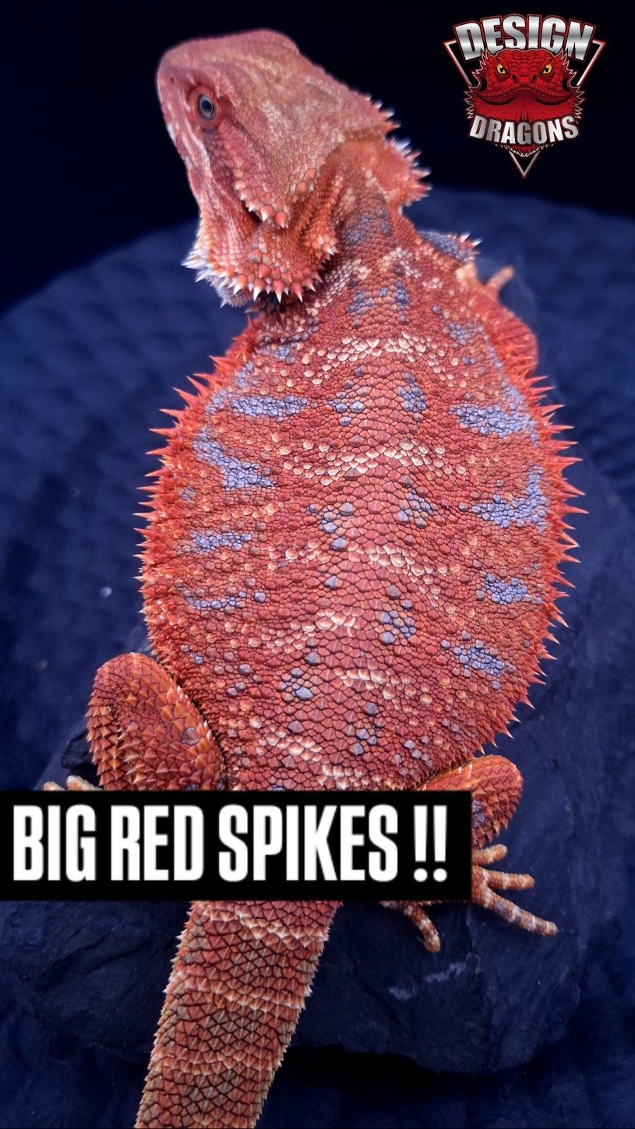 50% Red Monster Extreme Blue Tiger Man poss. Double het