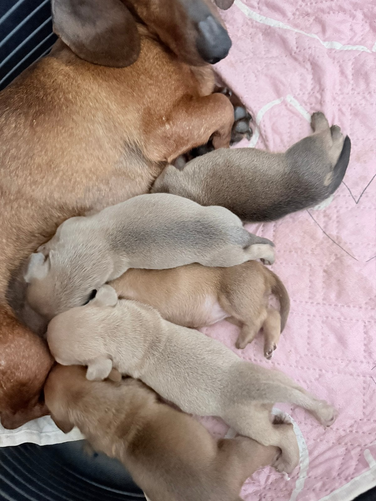 Dwergteckel pups, Poils courts, Plusieurs, Nain, Hépatite contagieuse (maladie de Rubarth)