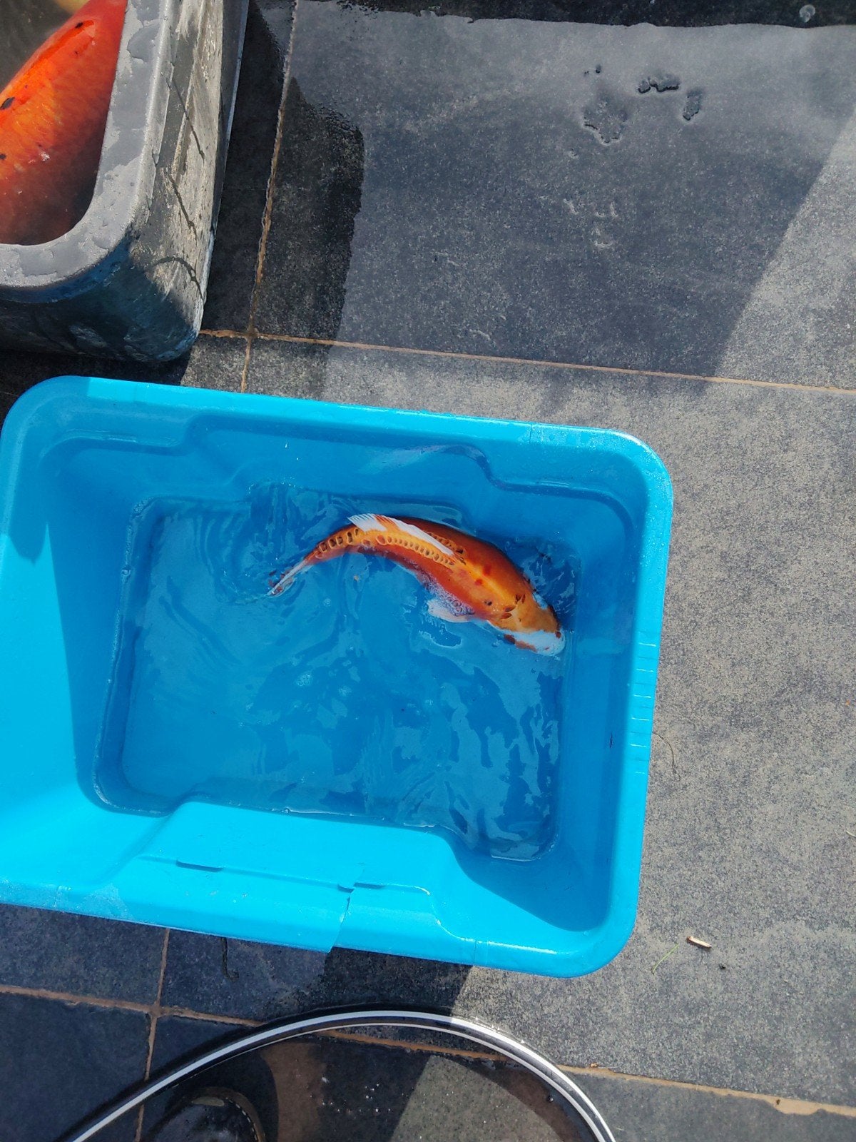 koi, Karper of Koi