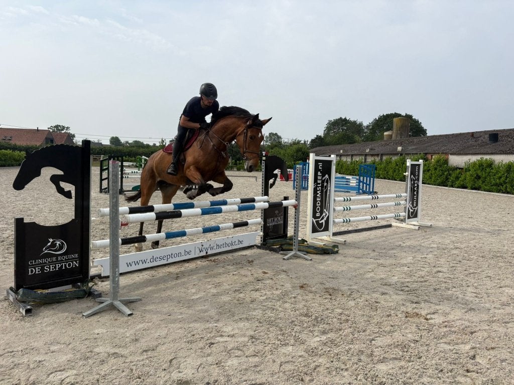 5 jarige merrie te koop, Merrie, Springpaard, Met stamboom, 3 tot 6 jaar