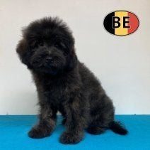 Pomapoo (reutjes) Belgische pups te koop, Dieren en Toebehoren, Parvo, België, 15 weken tot 1 jaar, Meerdere