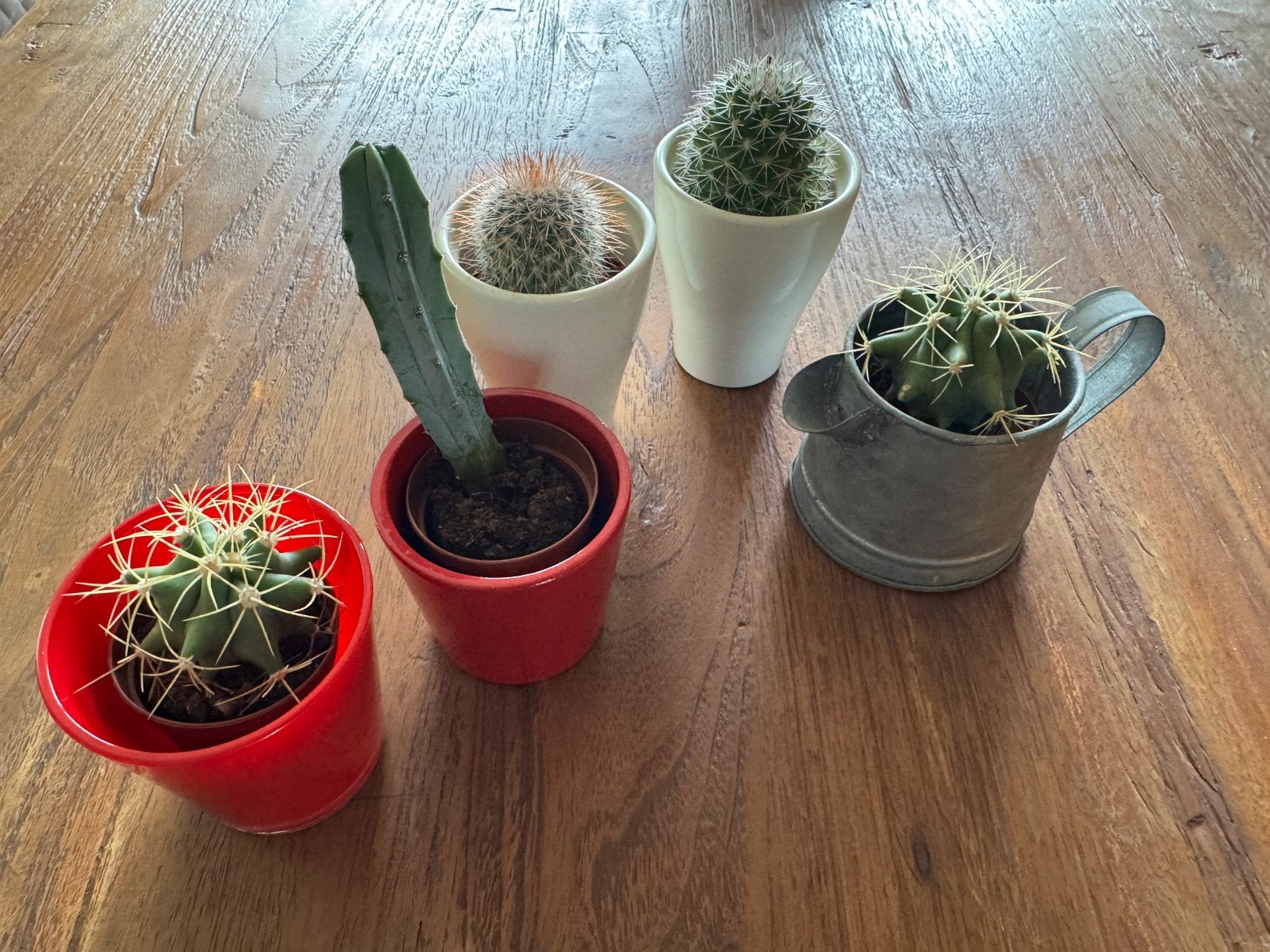 Cactussen in pot 5 stuks, Ophalen, In pot