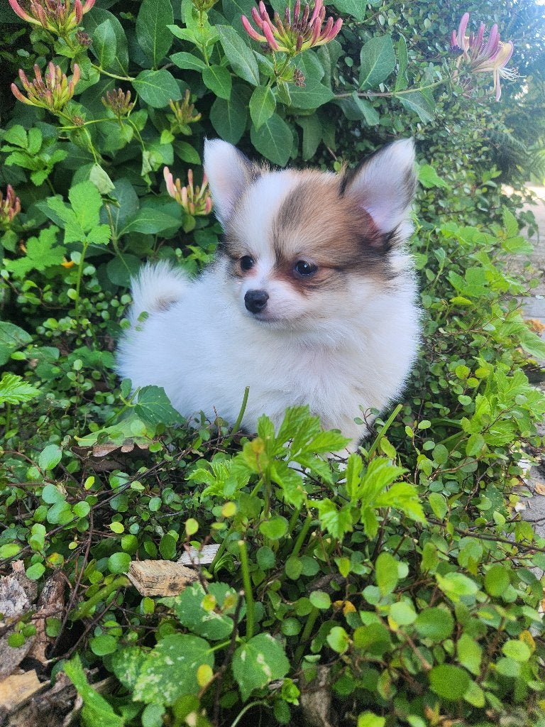 POMCHI pups te koop, Parvo, België, 8 tot 15 weken, Meerdere