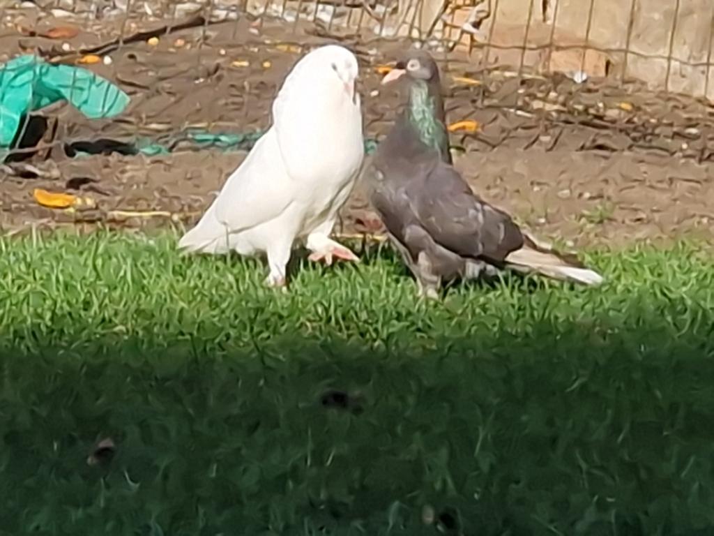 Couple de pigeons takla à vendre