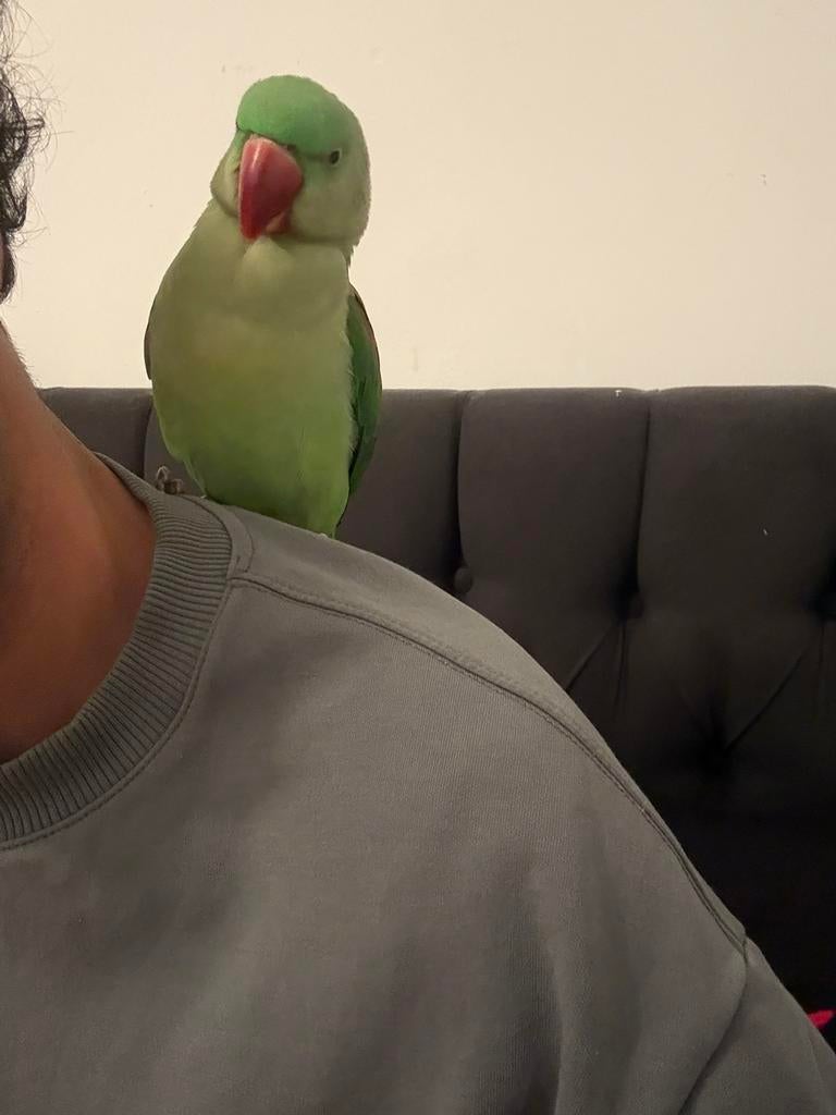 Te koop: tamme Alexanderparkiet “Pico”, Dieren en Toebehoren