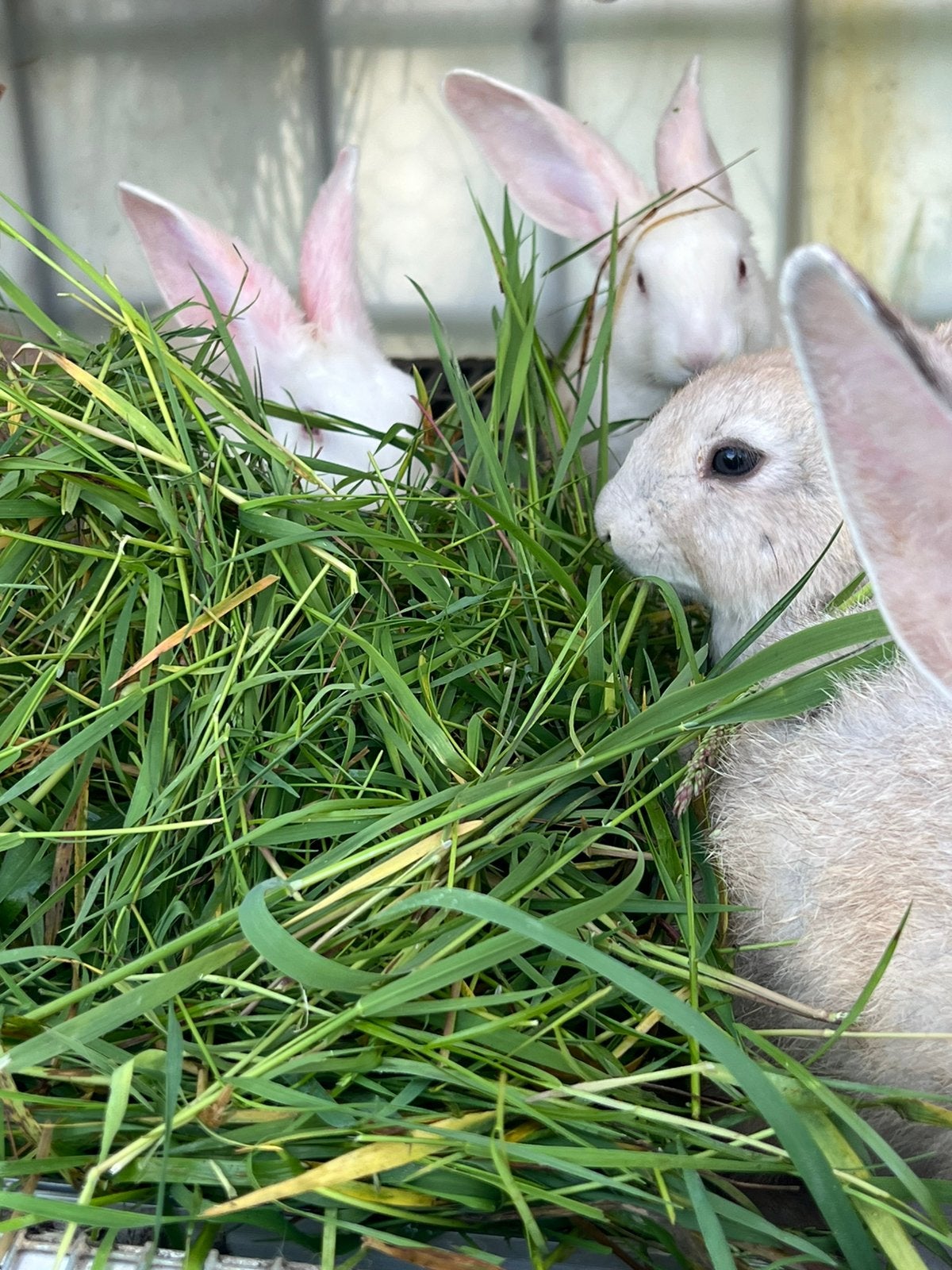 Jonge Konijnen, Animaux & Accessoires, Lapins