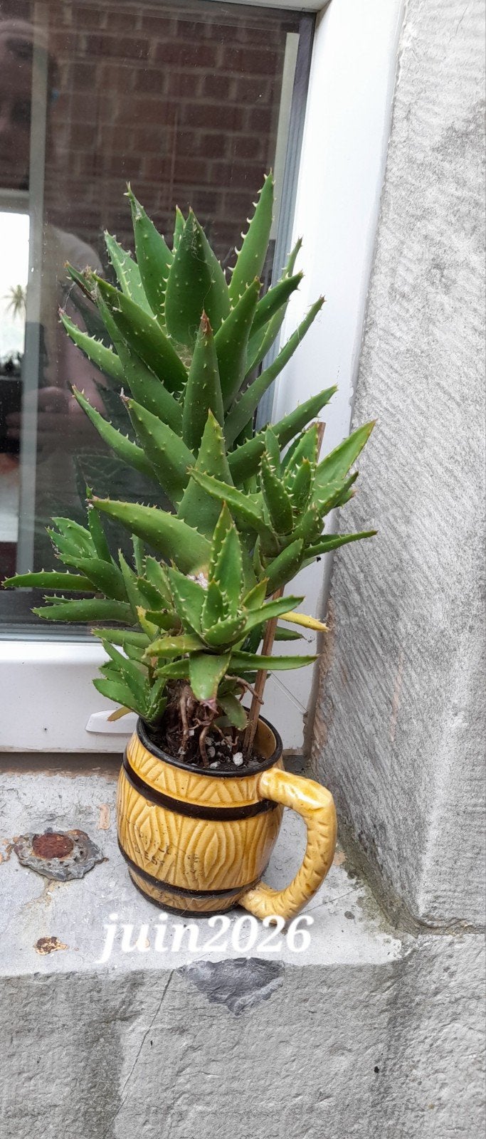 Cactus avec ses multiples petits cactus avec le pot +/-35 cm, Maison & Meubles, En pot, Enlèvement ou Envoi, Moins de 100 cm, Cactus