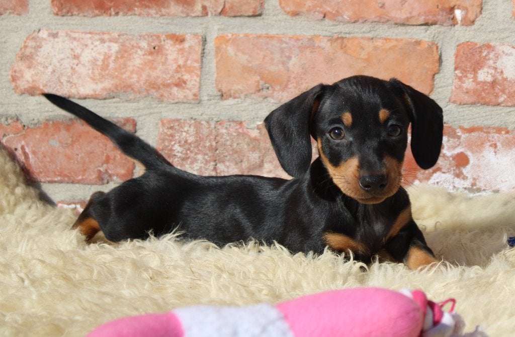 Teckel pup Black & tan korthaar, Dieren en Toebehoren, België, CDV (hondenziekte), 8 tot 15 weken, Korthaar
