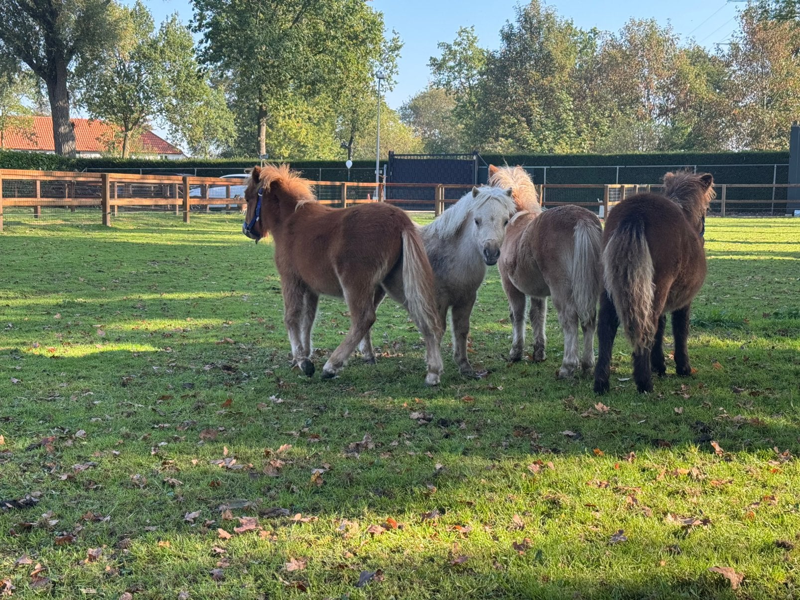 Hengst veulens., Hengst