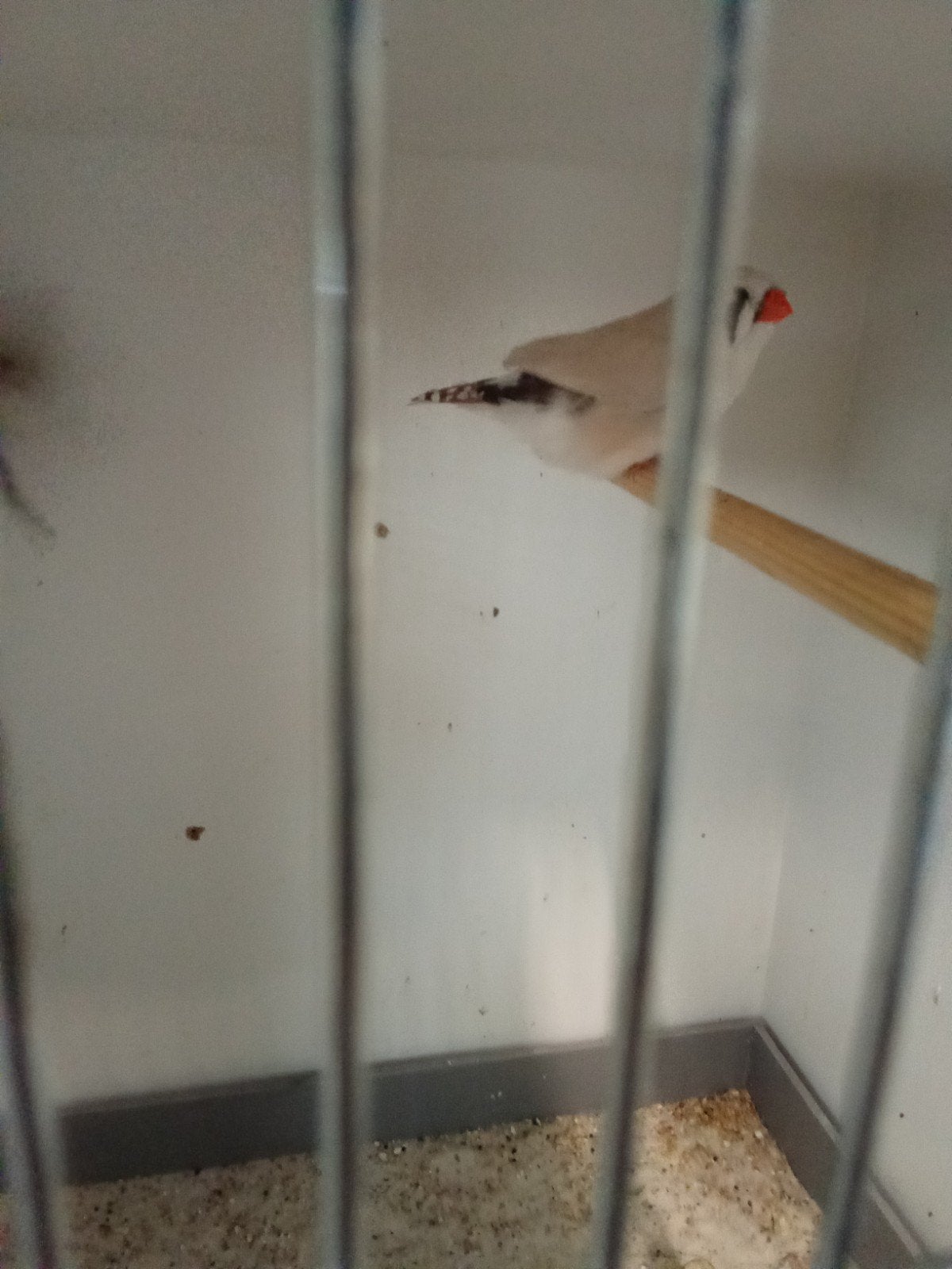 te koop koppel zebravinken