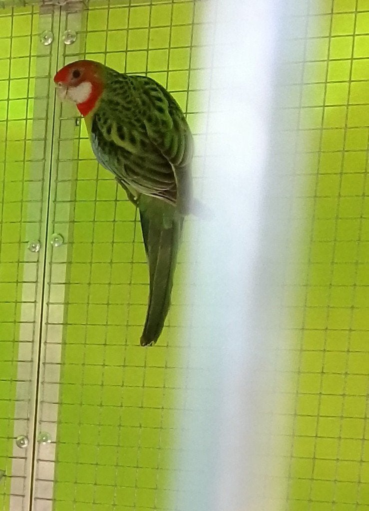 Rosella's, Dieren en Toebehoren, Meerdere dieren, Parkiet, Geringd