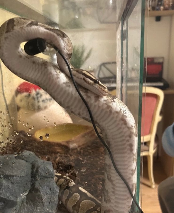 Serpent King Python, Animaux & Accessoires, Serpent, Domestique, 3 à 6 ans