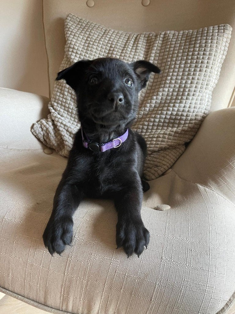 Adoption d'un Malinois noir, Hépatite contagieuse (maladie de Rubarth), Belgique, 8 à 15 semaines, Éleveur | Loisir