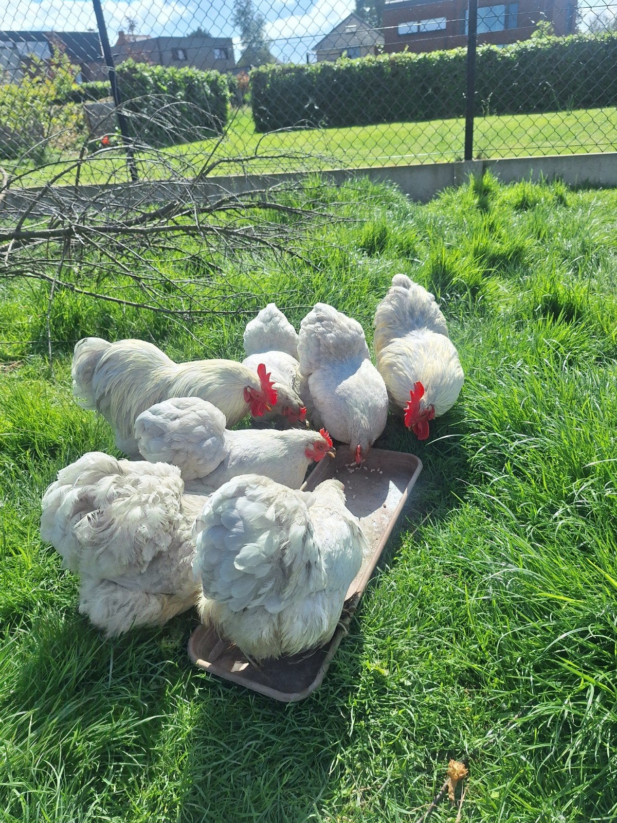 Cochin kriel parelgrijs, Femelle, Poule ou poulet