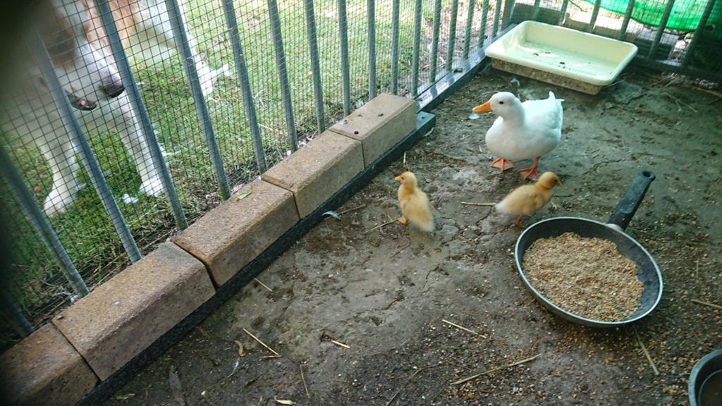 Eend moeder met 3 of 5 kuikentjeswit, Dieren en Toebehoren, Pluimvee, Eend