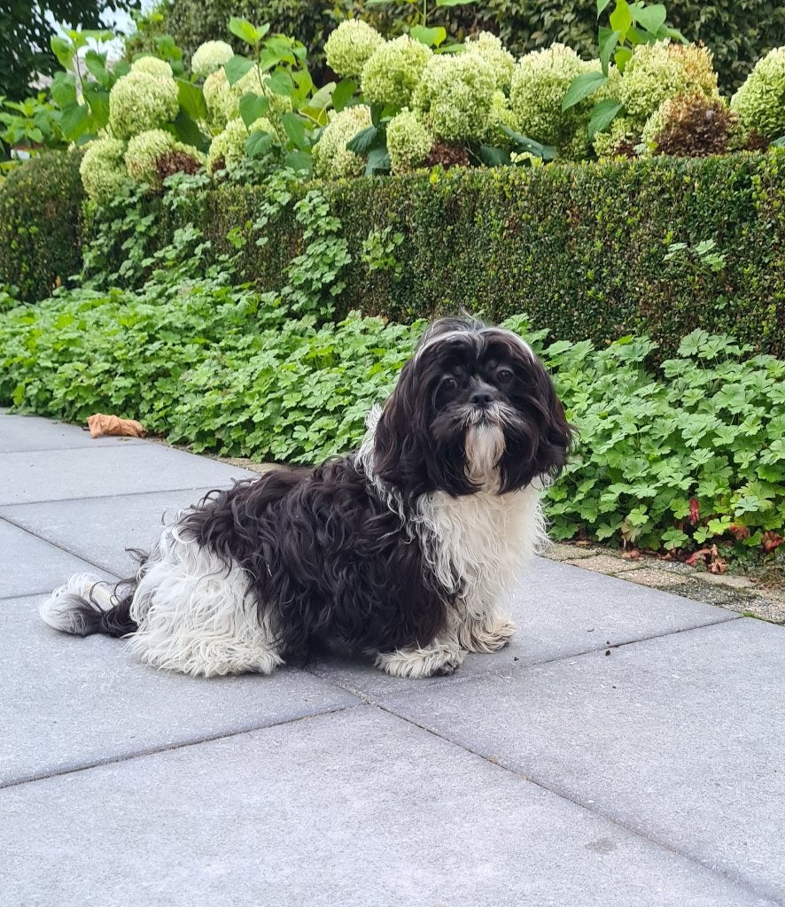 chiots shih tzu, 15 semaines à 1 an, Maladie de Carré (chiens), Belgique, Éleveur | Professionnel