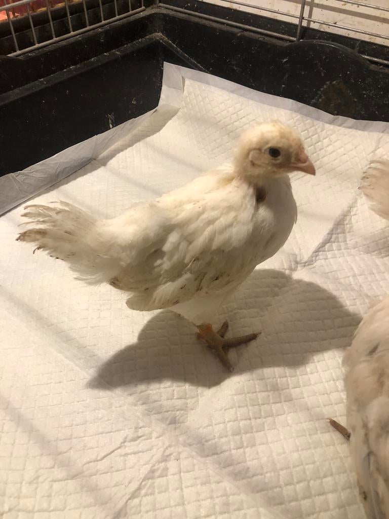 Haantjes isa brwon, Dieren en Toebehoren, Pluimvee, Mannelijk, Kip