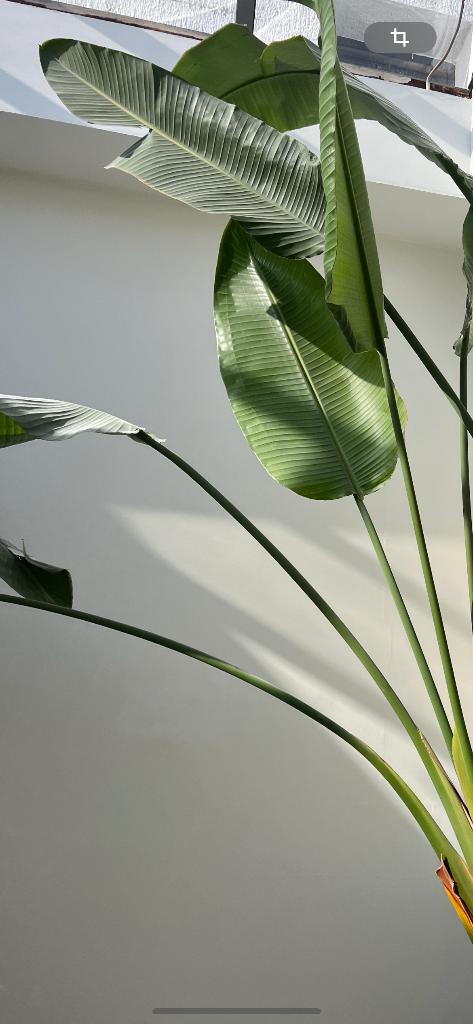 Grande plante Oiseau du paradis (Strelitzia) + grand pot, Ophalen, In pot, 200 cm of meer