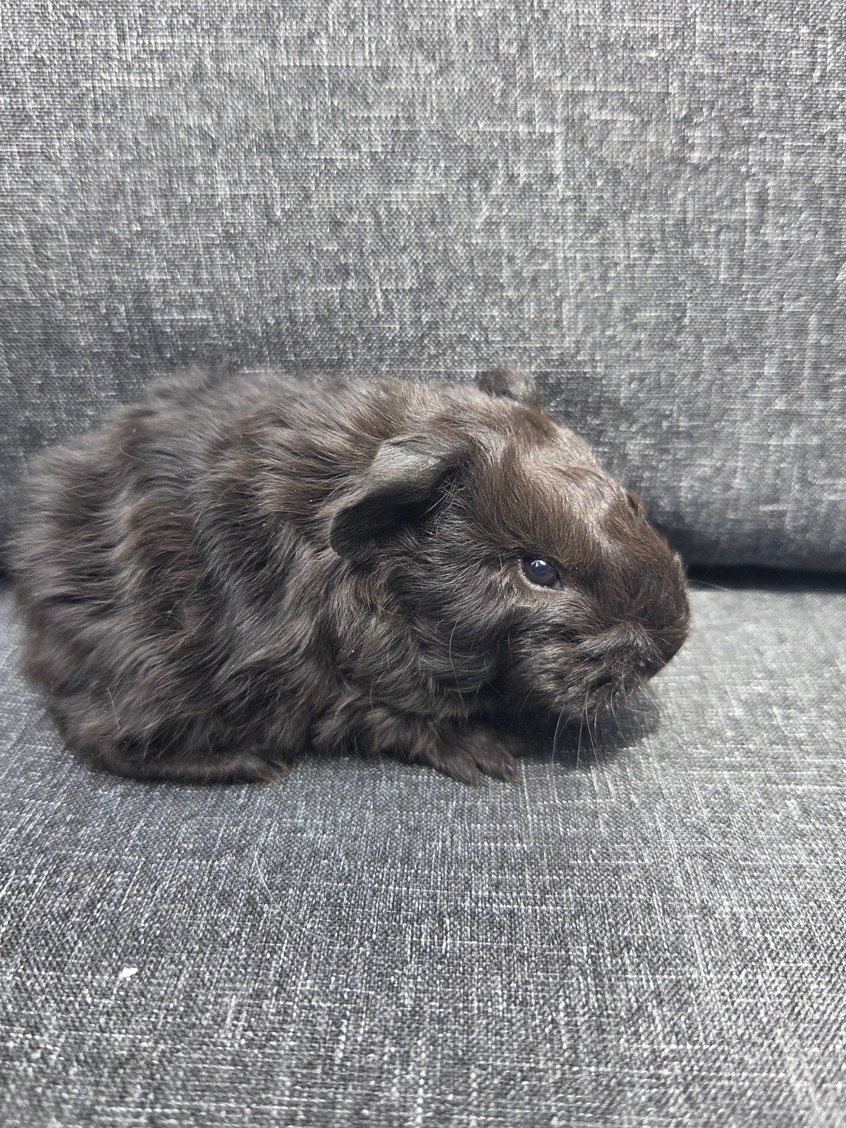 Nederland jong cavia beertje, Dieren en Toebehoren, Cavia, Mannelijk, Juli, Tam