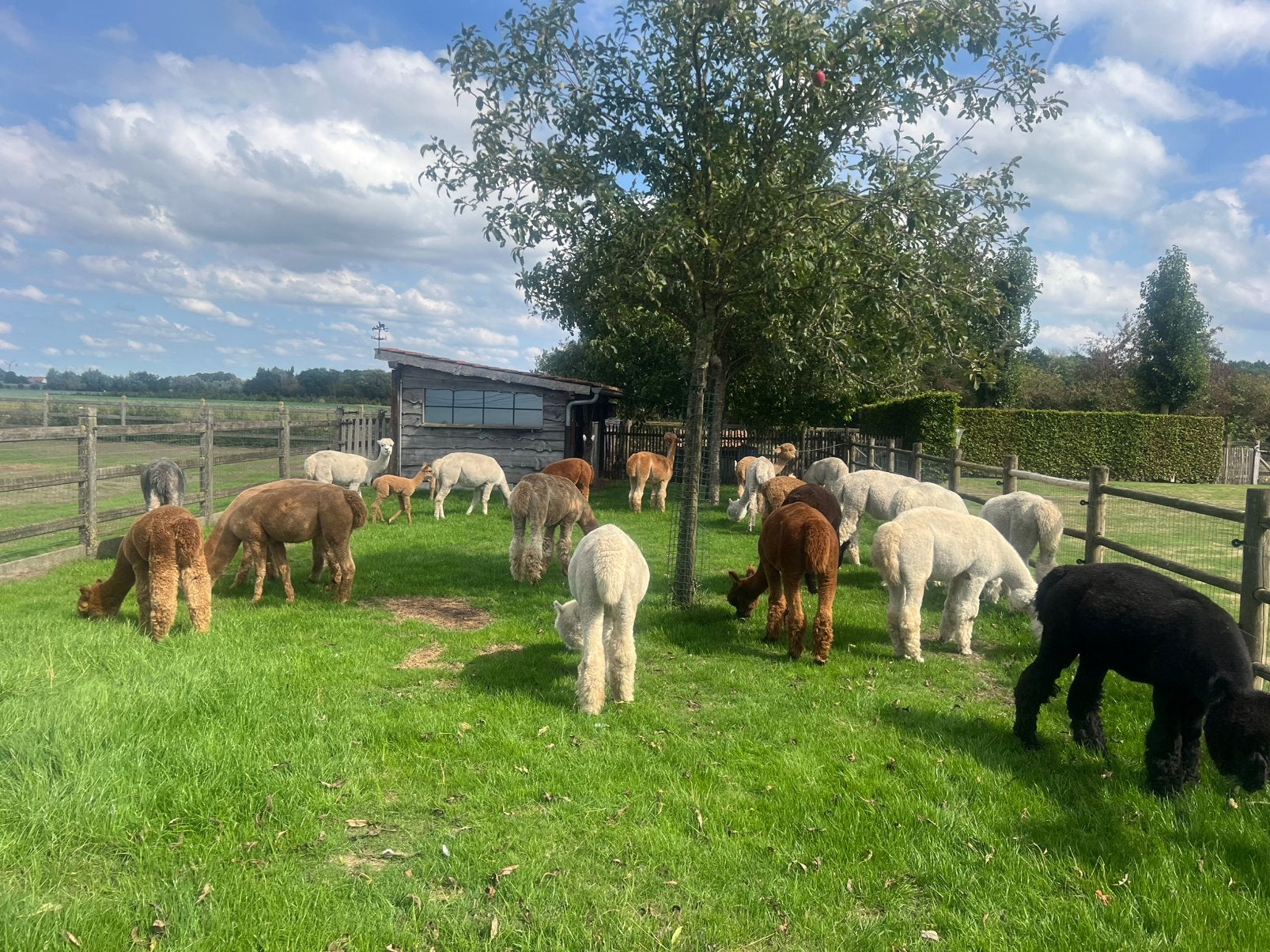 Alpaca merries