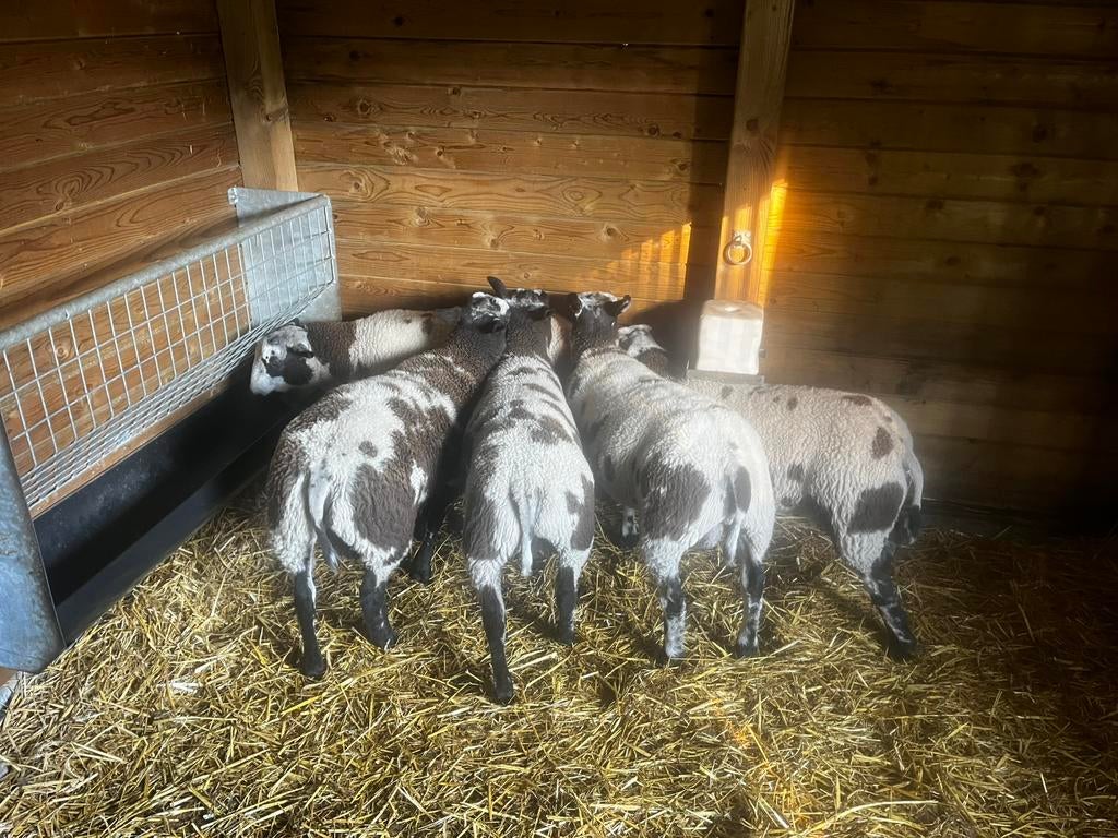 Baggerbonte dekrammen, Dieren en Toebehoren, Schapen, Geiten en Varkens, Schaap, Mannelijk, 0 tot 2 jaar