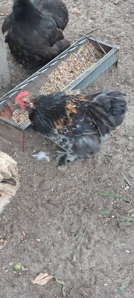 Haan, Mâle, Poule ou poulet
