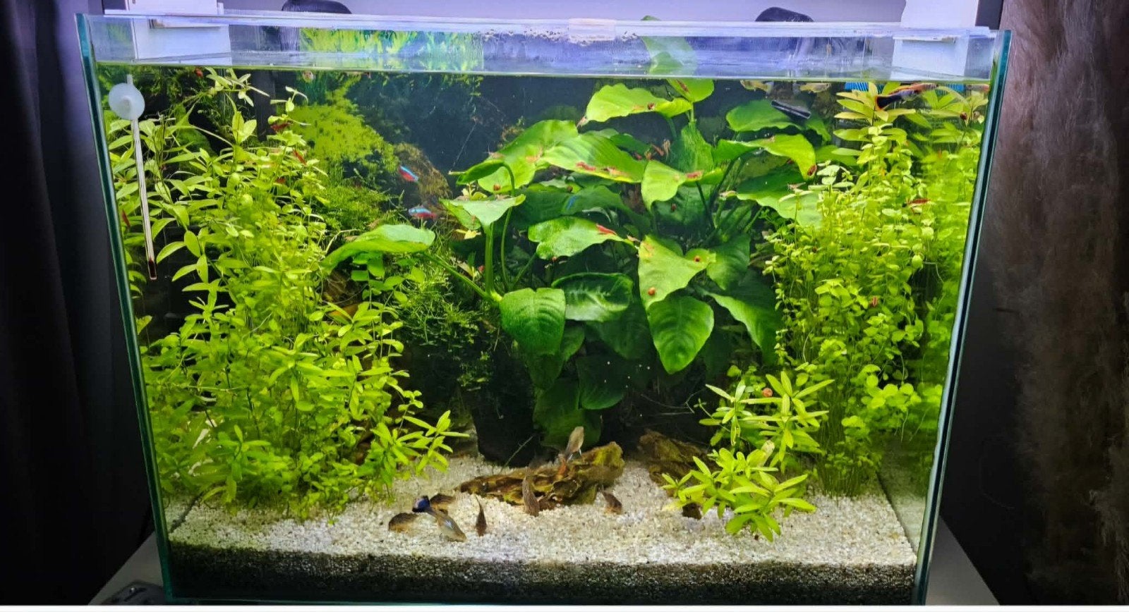 Corydoras sterbai,cardinaux tetra,guppys,crevettes,aquarium, Animaux & Accessoires