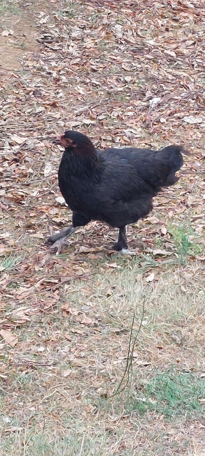 2 marans kippen