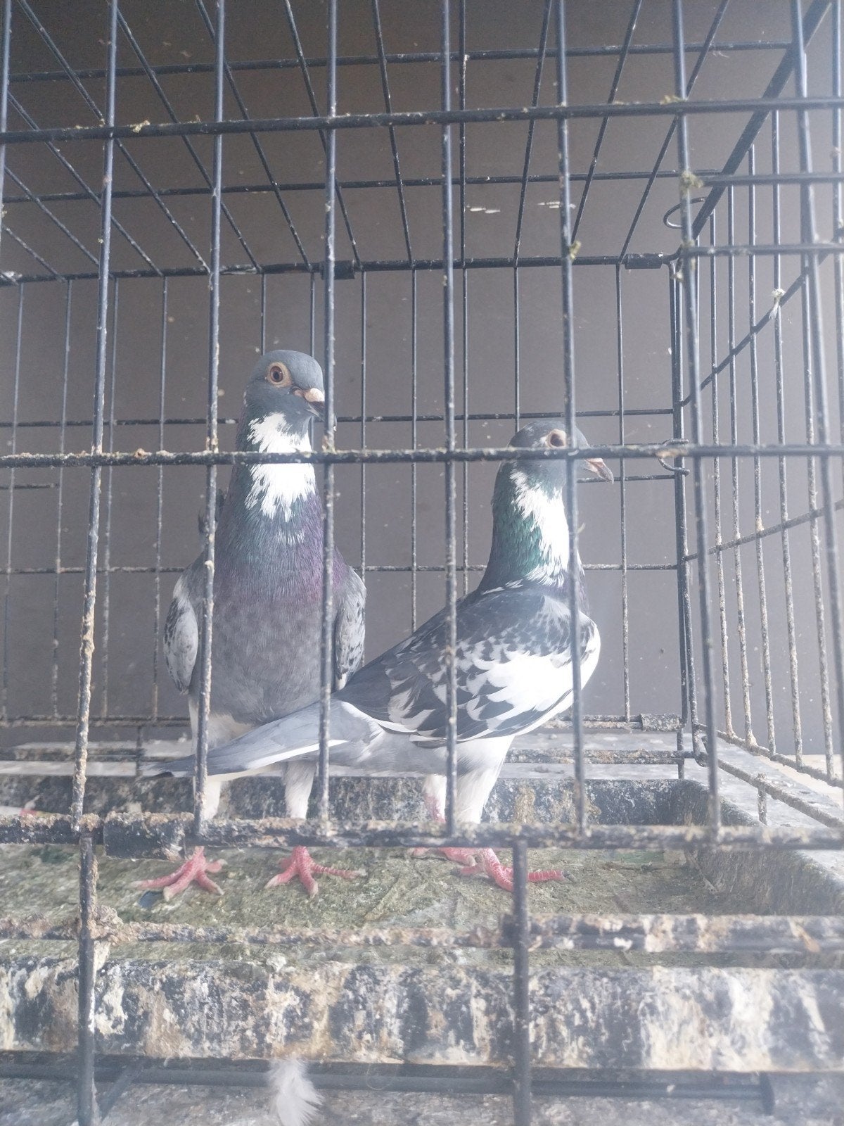 mooie koppel postduiven (€20 per stuk), Dieren en Toebehoren, Vogels | Duiven
