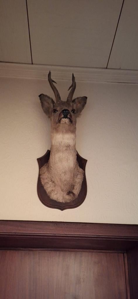 Tete de chevreuil, Enlèvement, Comme neuf, Cerf, Bois ou Tête