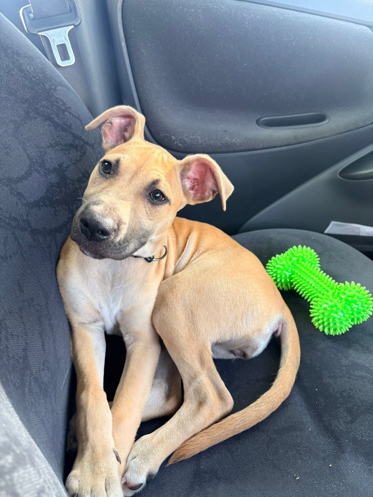 Malinois x Staffy hond, Parvo, België, Particulier, 8 tot 15 weken