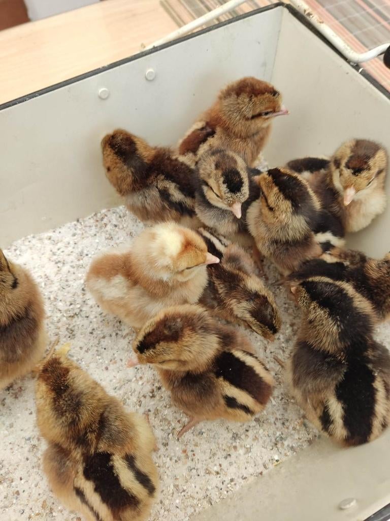 pluimvee, Dieren en Toebehoren, Pluimvee, Vrouwelijk, Kip
