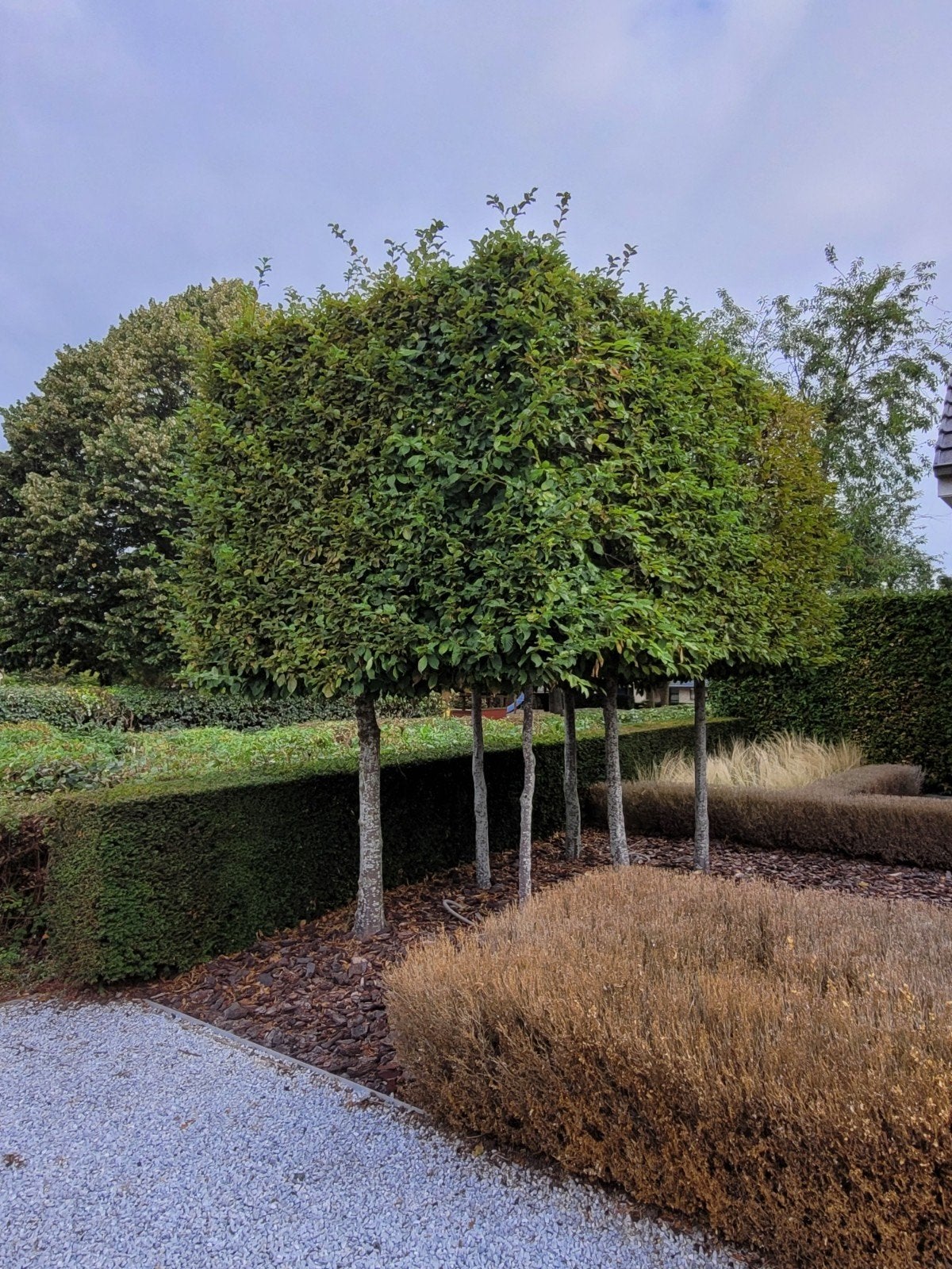 Beuk op stam, 12 stuks, Tuin en Terras, Ophalen