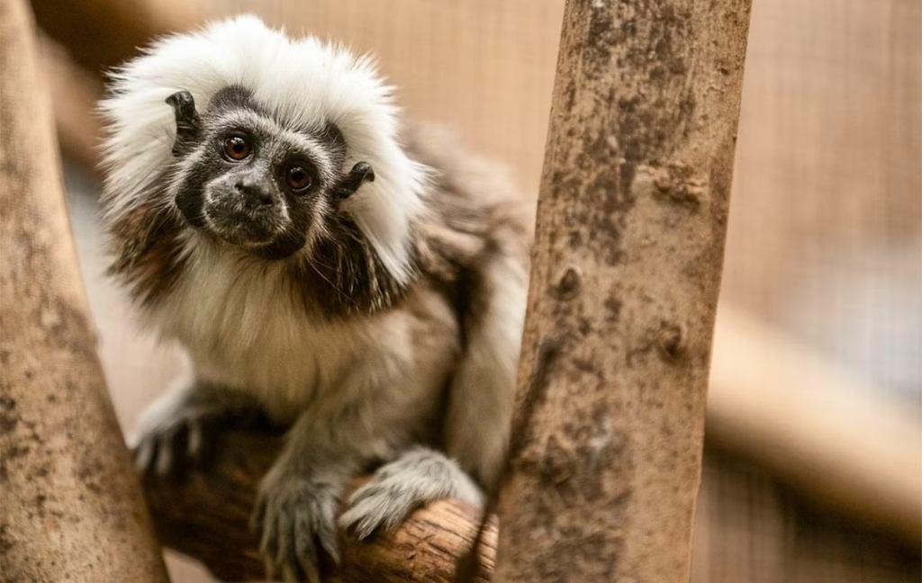Wonderwereld 2026 - Tickets - KORTING!, Tickets en Kaartjes, Recreatie | Dierentuinen