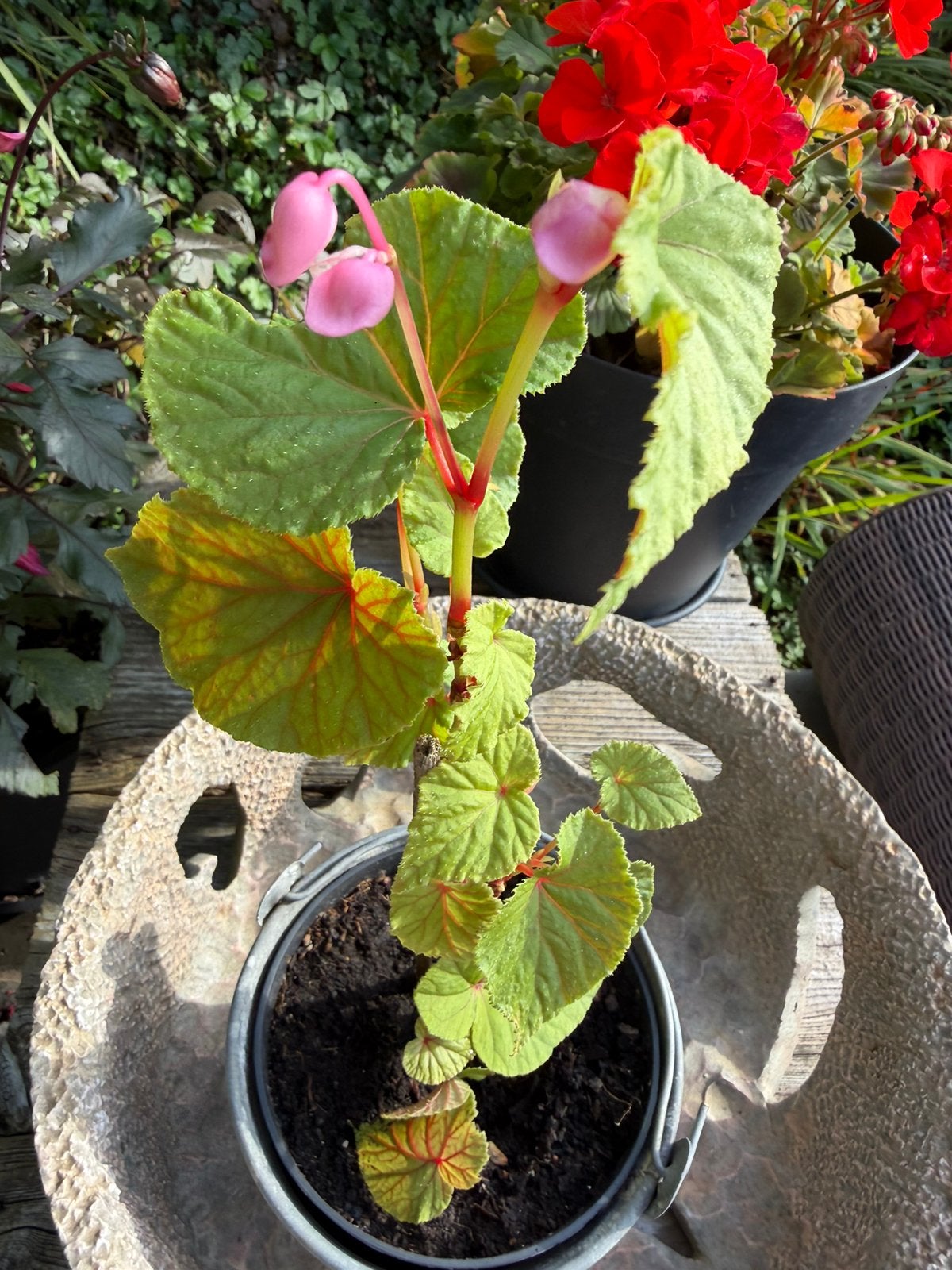Begonia grandis, Tuin en Terras, Ophalen