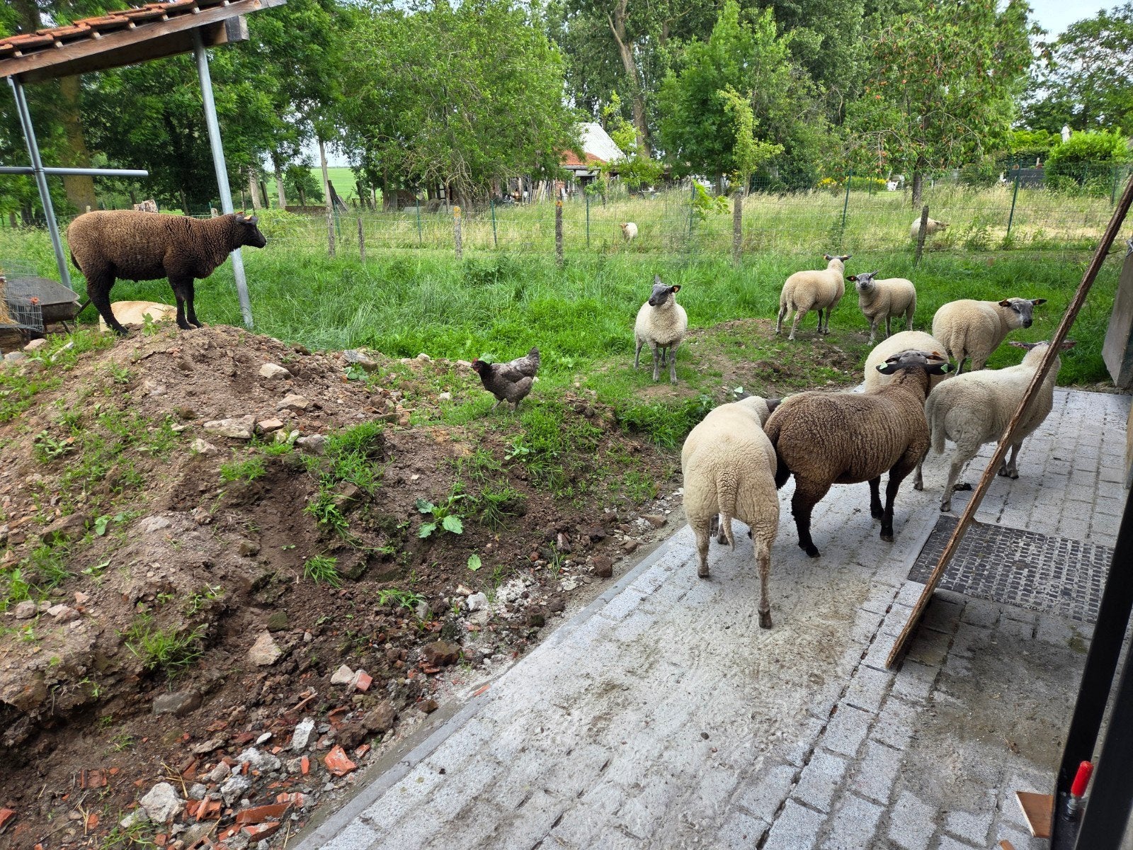 8 bok lammeren te koop, Dieren en Toebehoren, Schapen, Geiten en Varkens