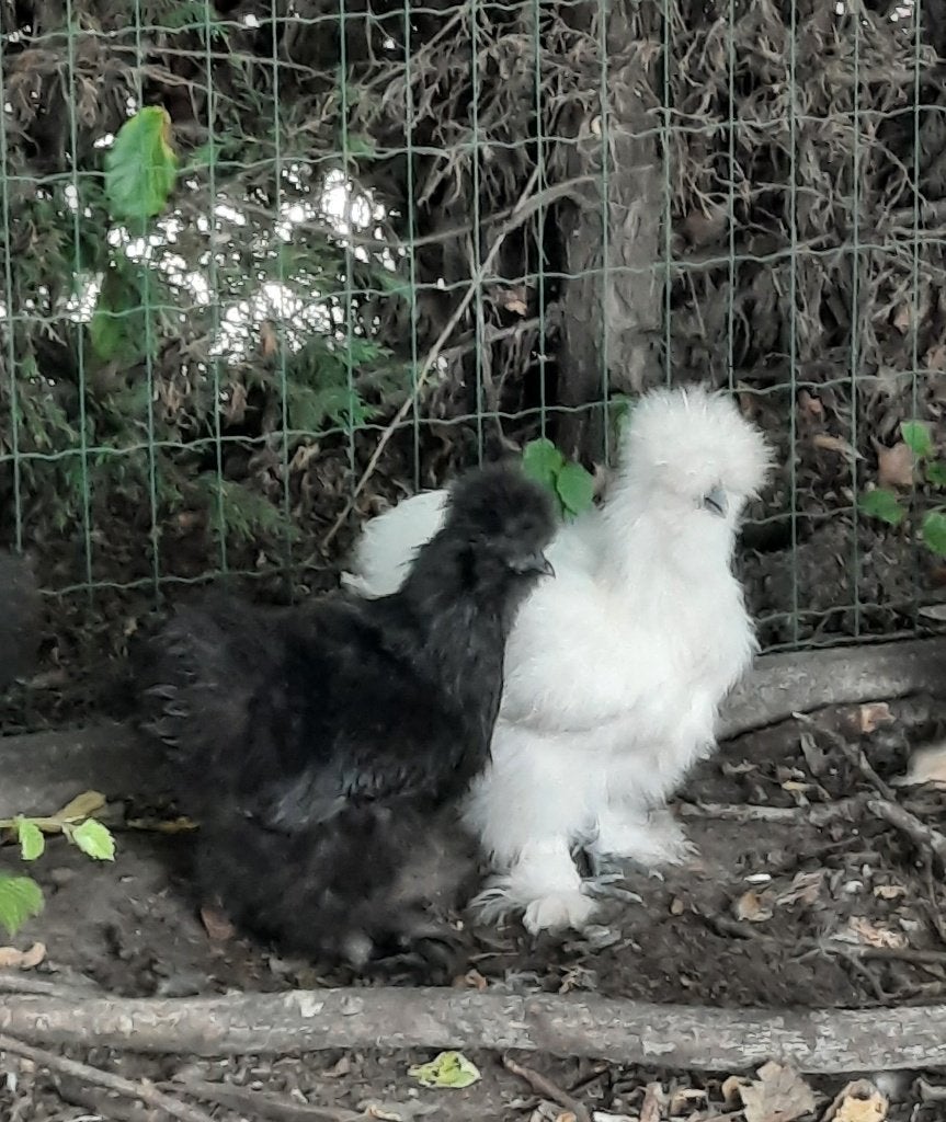 Zijdehoen, Plusieurs animaux, Poule ou poulet