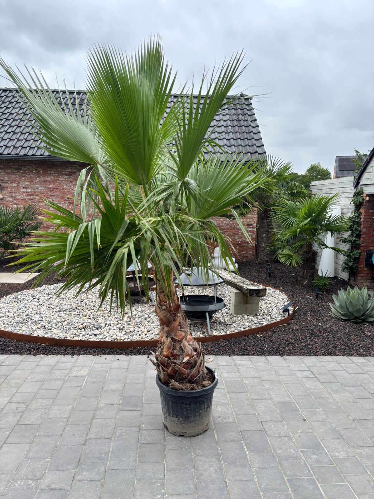 Mexicaanse waaierpalm ( washingtonia robusta), Ophalen, Volle zon