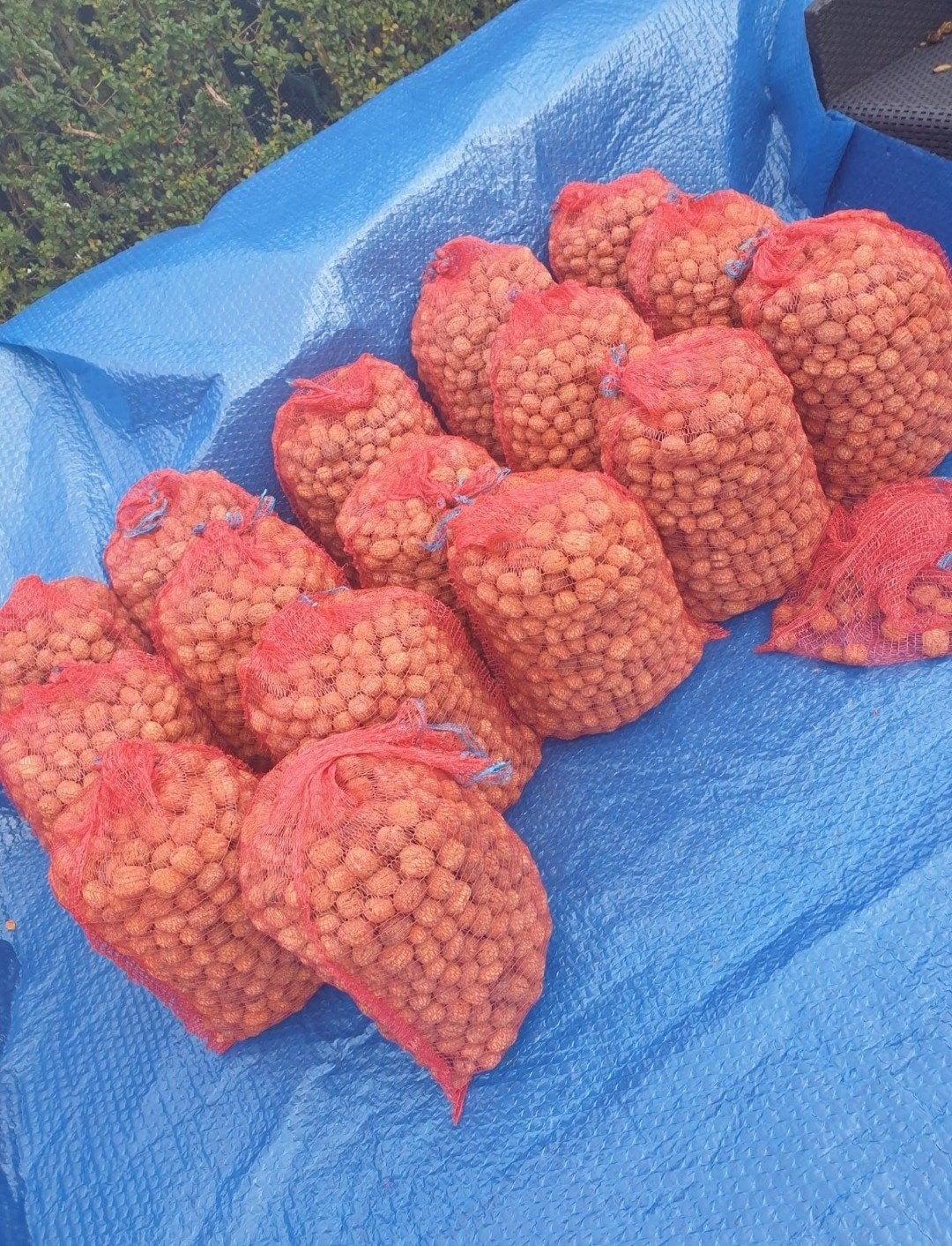 noix, noix, premiers fruits à coque, 10 kg, 50 euros, Enlèvement