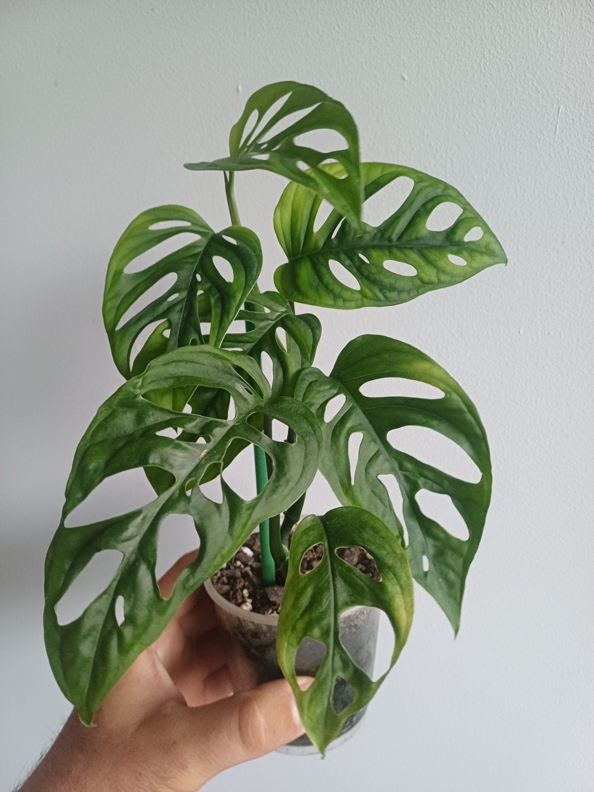 Monstera Obliqua Cenepa, Autres espèces, En pot, Enlèvement ou Envoi, Moins de 100 cm