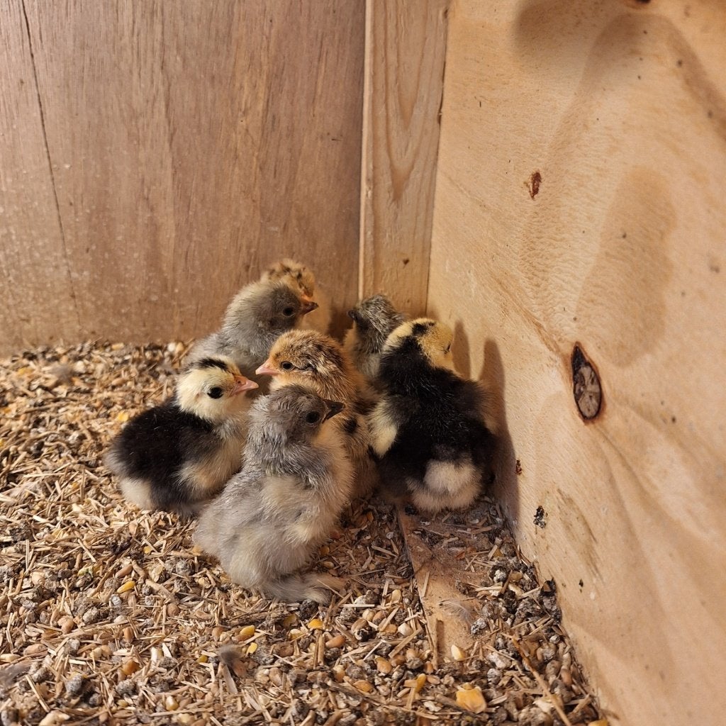 kuikens, Dieren en Toebehoren, Pluimvee, Geslacht onbekend, Kip