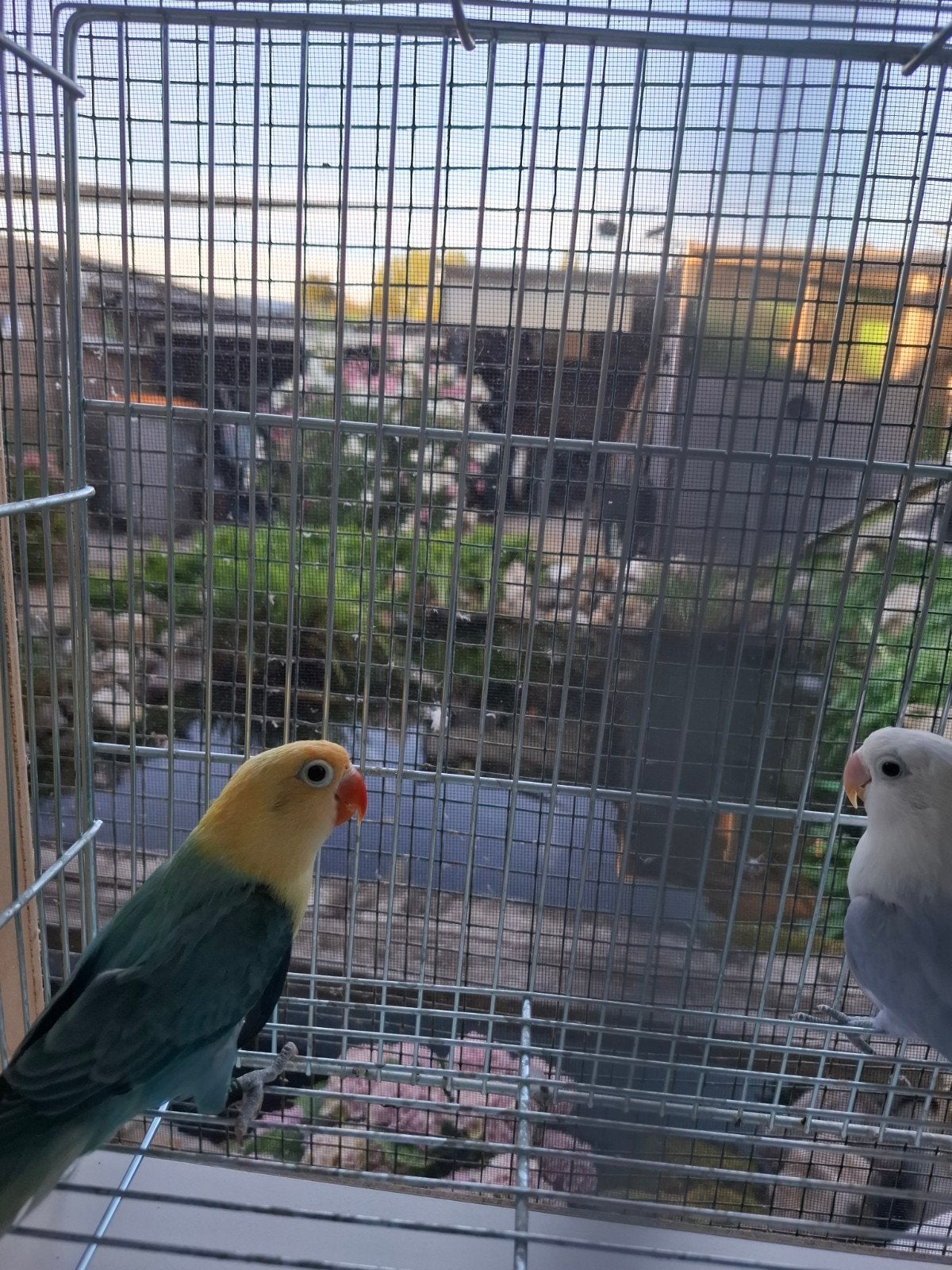 agapornis fisheri, Dieren en Toebehoren