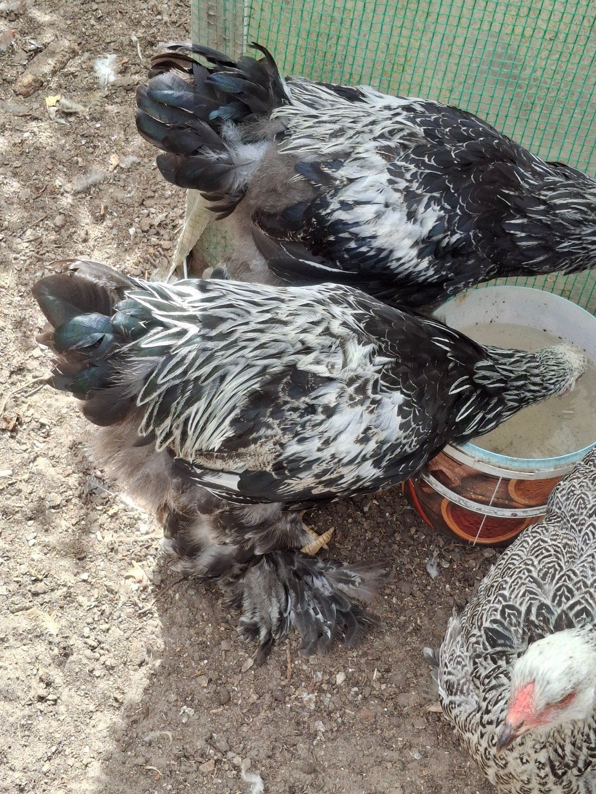 5st.brahma hanen, Dieren en Toebehoren, Pluimvee