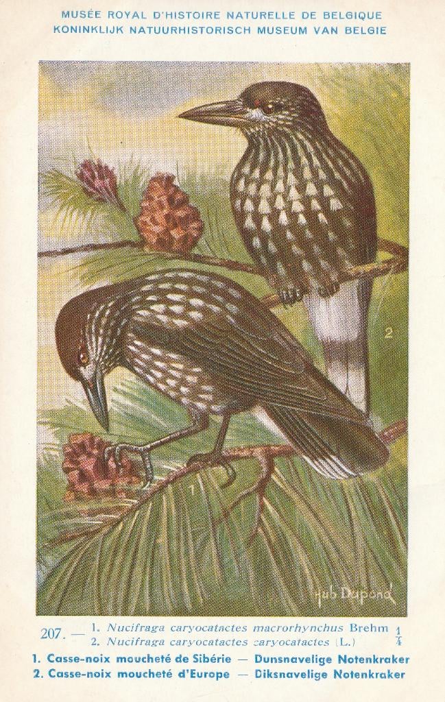 DIK en DUNSNAVELIGE  NOTENKRAKERS, Verzenden, Ongelopen, Vogel
